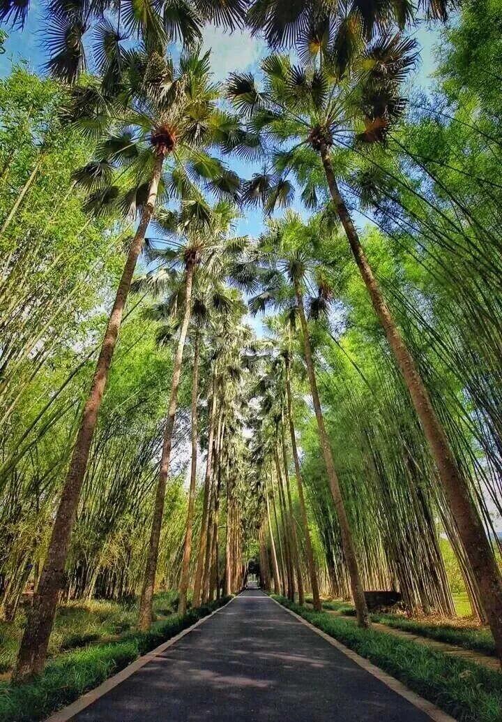 西雙版納原始森林公園