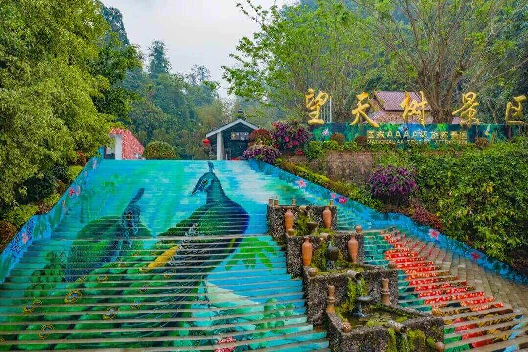 西雙版納望天樹