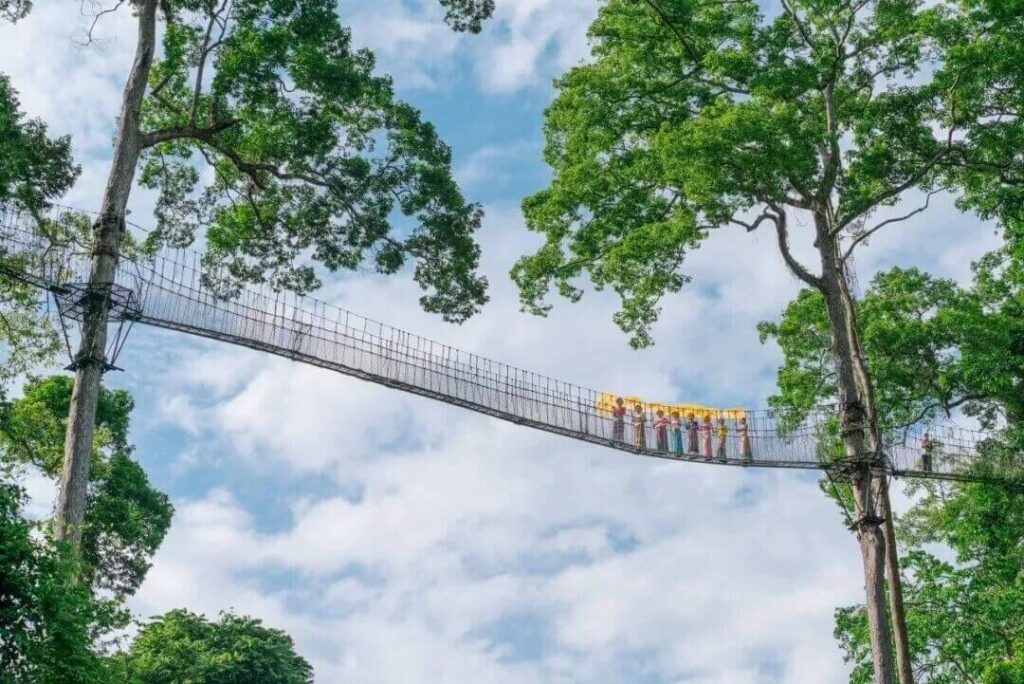 西雙版納熱帶雨林國家公園望天樹景區