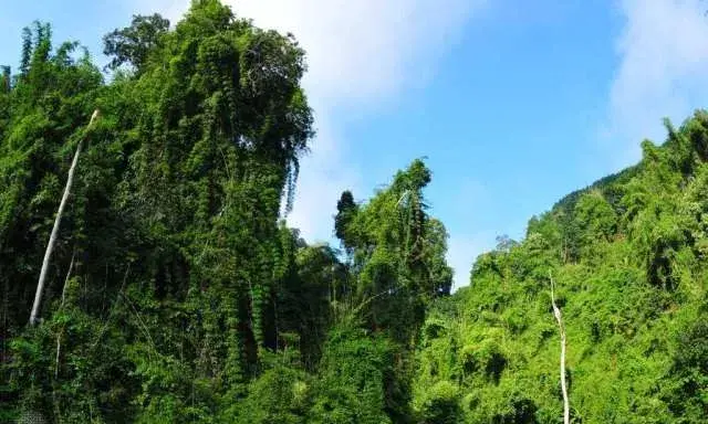 中國科學院西雙版納熱帶植物園詳細介紹