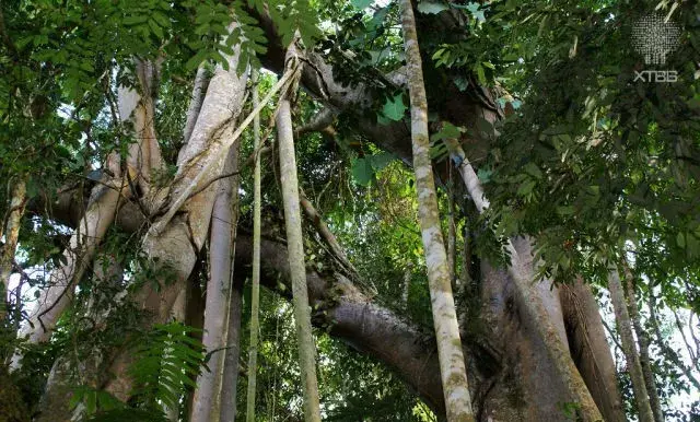 中科院西雙版納熱帶植物園