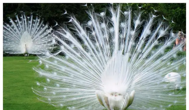 西雙版納孔雀湖