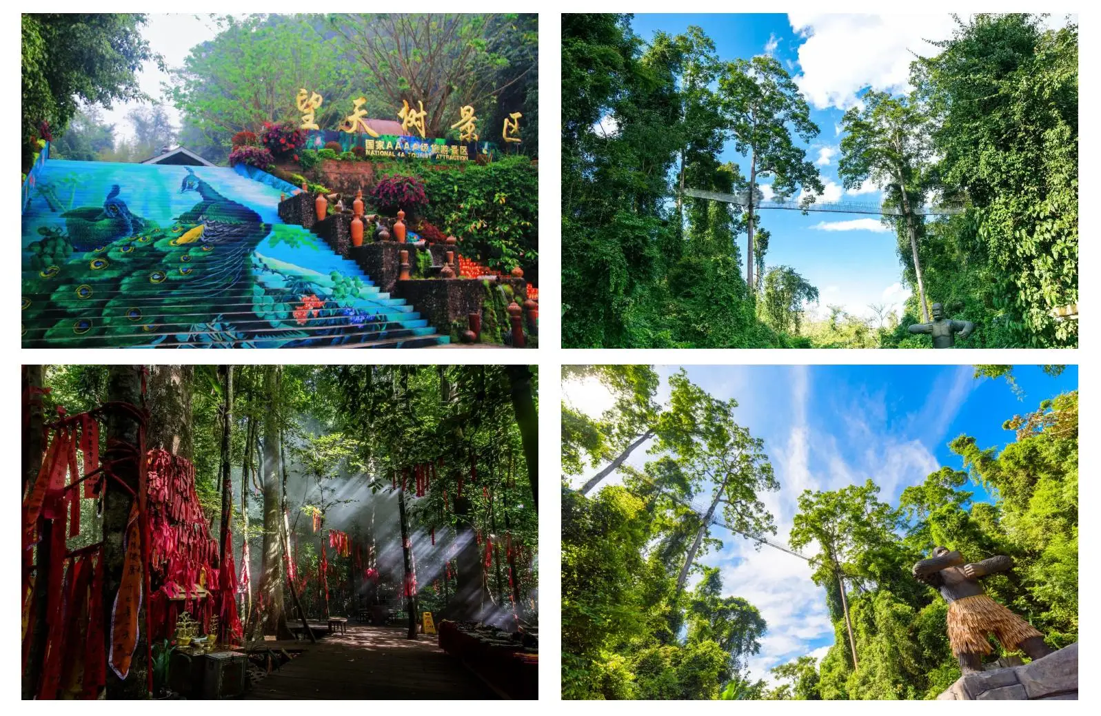 望天樹景區全攻略：探秘熱帶雨林的綠色奇蹟