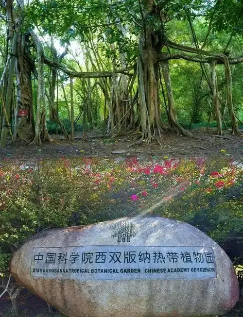 西雙版納熱帶植物園：雨林深處的植物王國探秘