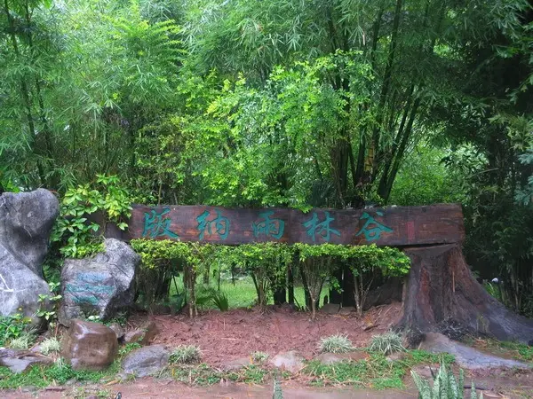 西雙版納熱帶雨林谷：探秘北回歸線上的綠色秘境