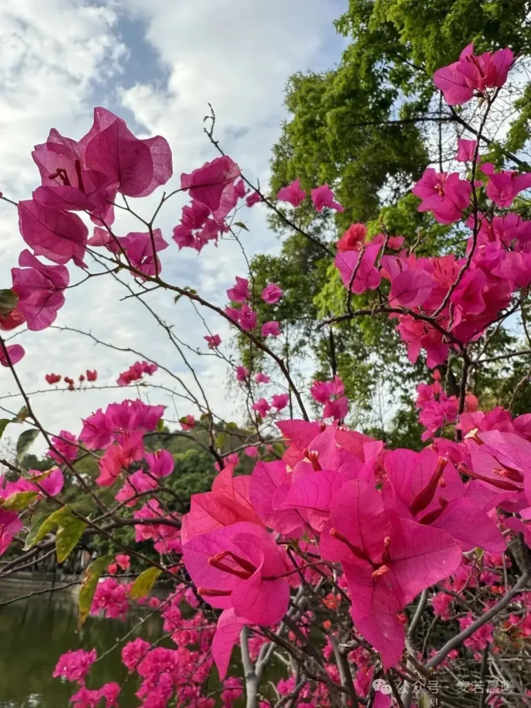 西雙版納三日遊攻略