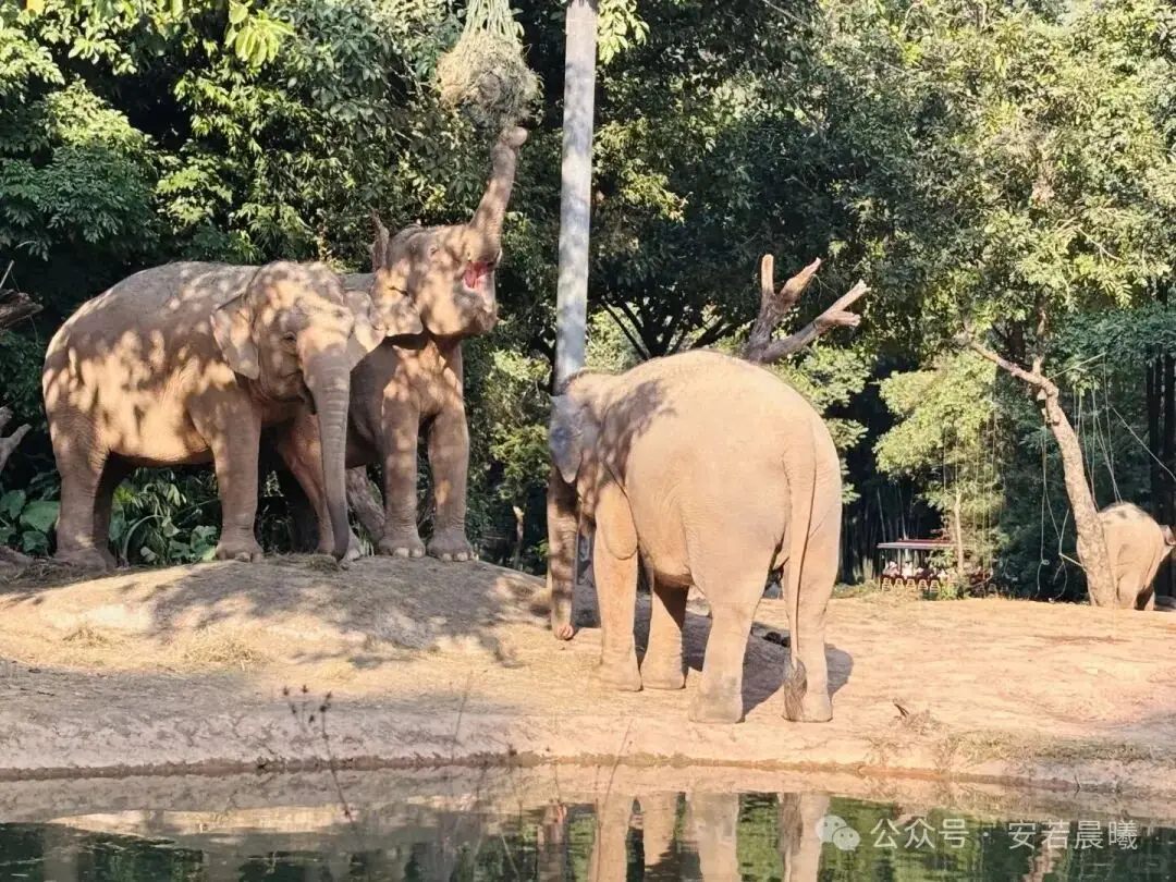 西雙版納三日遊攻略